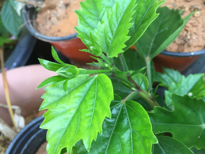 하와이무궁화 - hawaiian hibiscus, Hibiscus rosa-sinesis L.