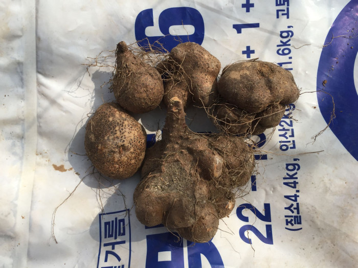 부채마 - Dioscorea nipponica Makino