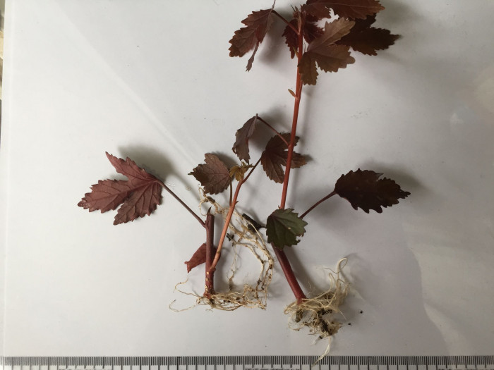 자엽로젤 - Red leaved hibiscus, Hibiscus acetosella Welw.Hiern