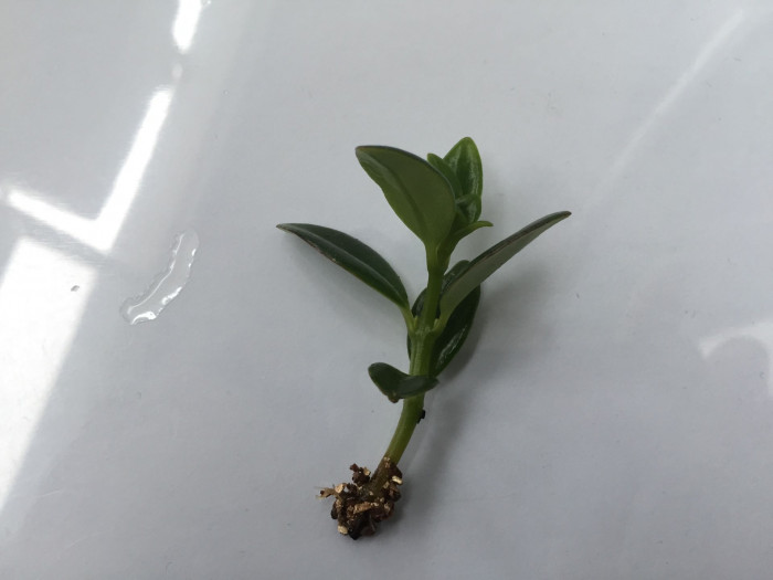 네마탄서스 - Goldfish Plant, Nematanthus gregarius