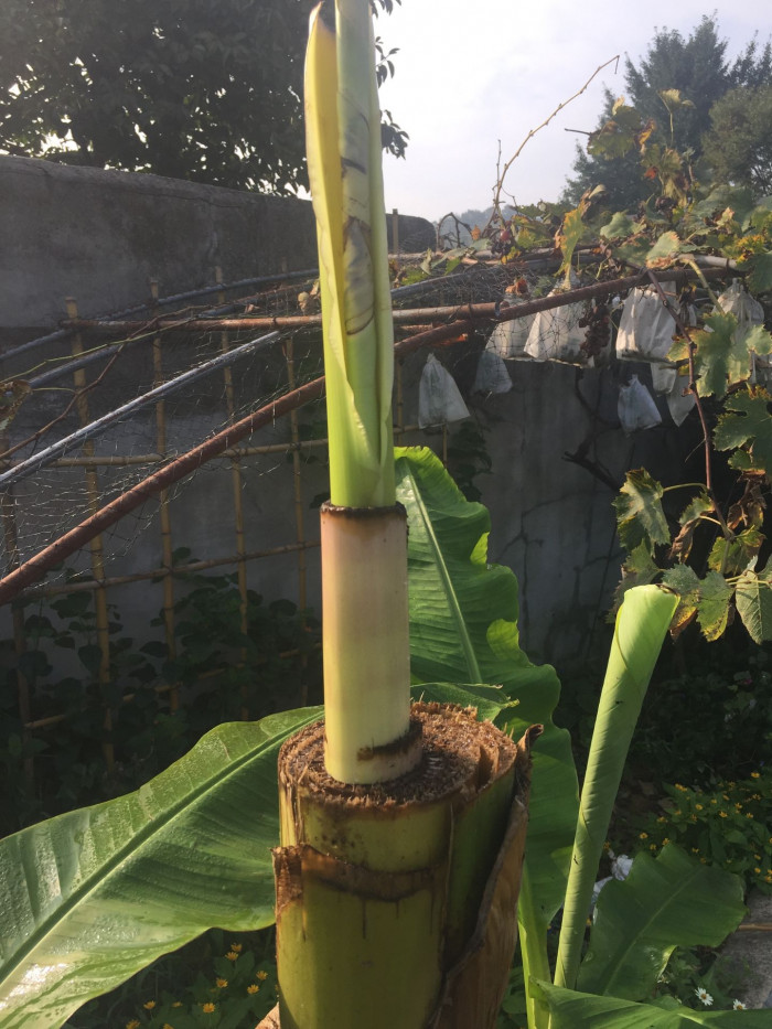 파초 - Japanese banana, Japanese fibre banana, hardy banana, Musa basjoo Siebold & Zucc.