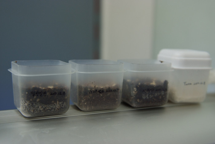 일랑일랑 - YlangYlang, Cananga odorata
