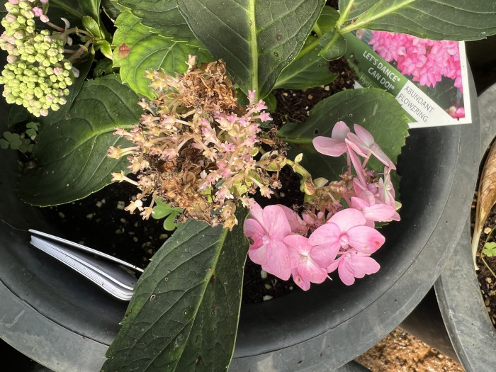 수국 캔두 - Hydrangea Macrophylla Can Do