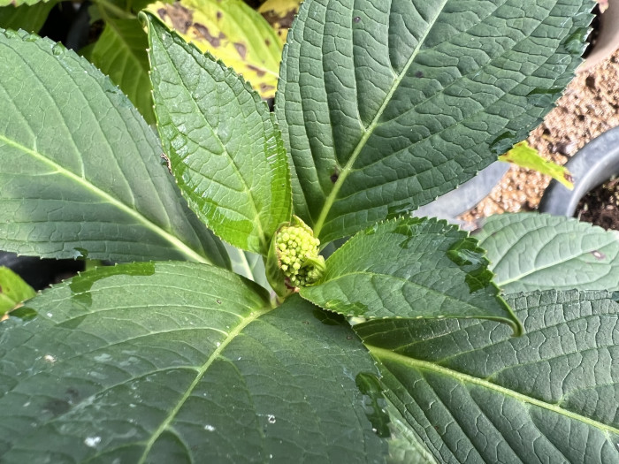 수국 캔두 - Hydrangea Macrophylla Can Do