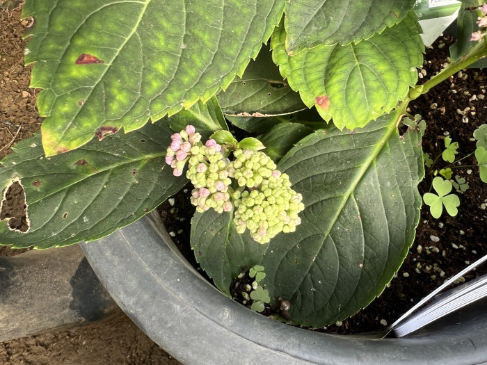 수국 캔두 - Hydrangea Macrophylla Can Do