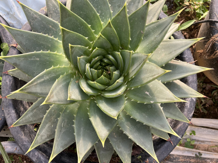 알로에 폴리필라 - Spiral Aloe, Aloe polyphylla