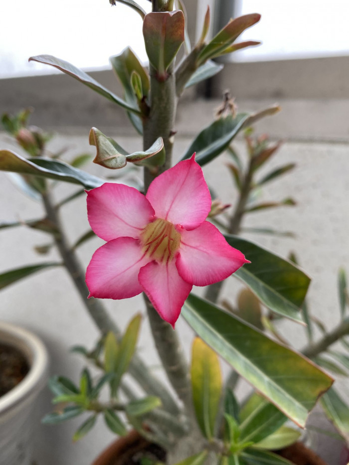 석화 - Adenium obesm, Adenium