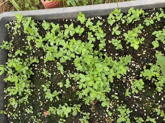 밥티시아 - False indico, Baptisia australis