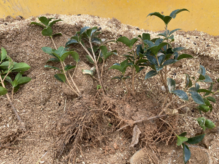 은목서 - ㅑ, Osmanthus asiaticus Lour. var. fragrans