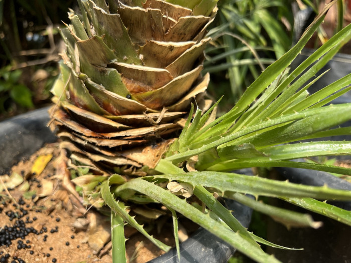 푸야 칠렌시스 - Sheep eating plant, Puya chilensis
