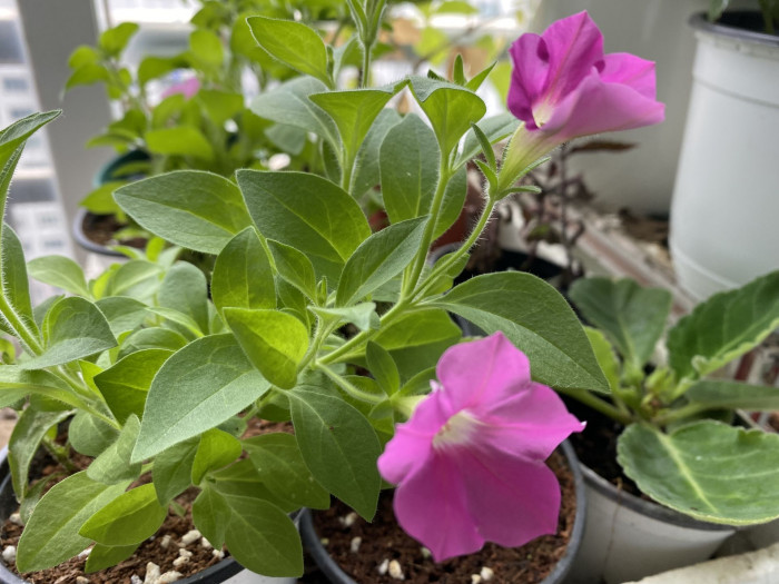 페튜니아 - Common Garden Petunia, Petunia hybrida