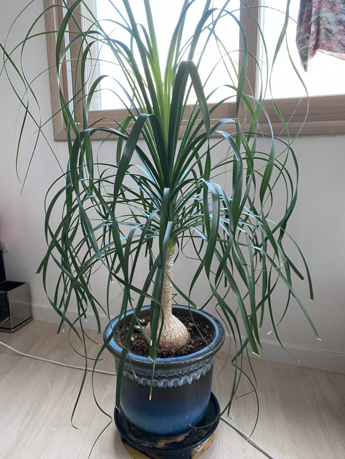 덕구리난 - Pony Tail Palm, Beaucarnea recurvata