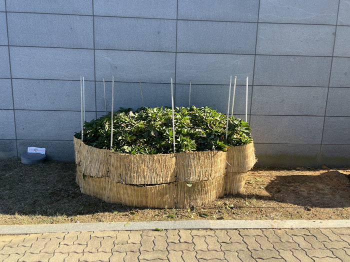 수국 - Hydrangea Macrophylla
