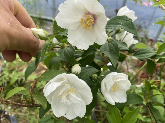 고광나무 - Korean mock orange, Philadelphus schrenkii Rupr. var. schrenkii