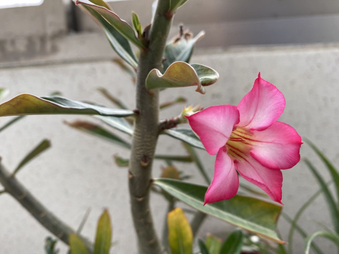 석화 - Adenium obesm, Adenium