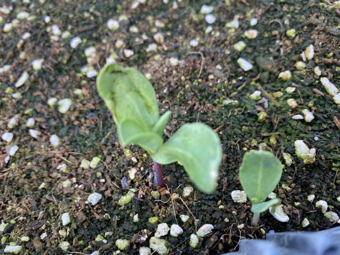 푸른새우꽃 - Honeywort, Cerinthe major L.
