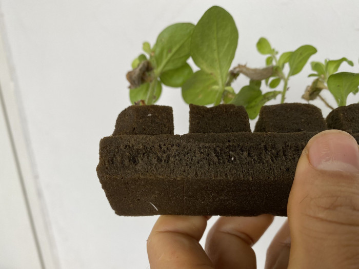 페튜니아 - Common Garden Petunia, Petunia hybrida
