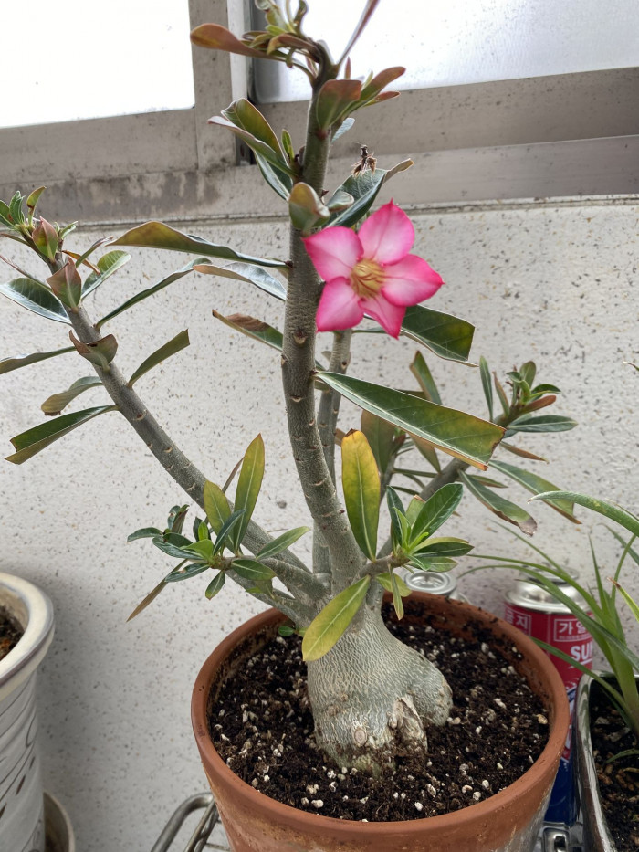 석화 - Adenium obesm, Adenium