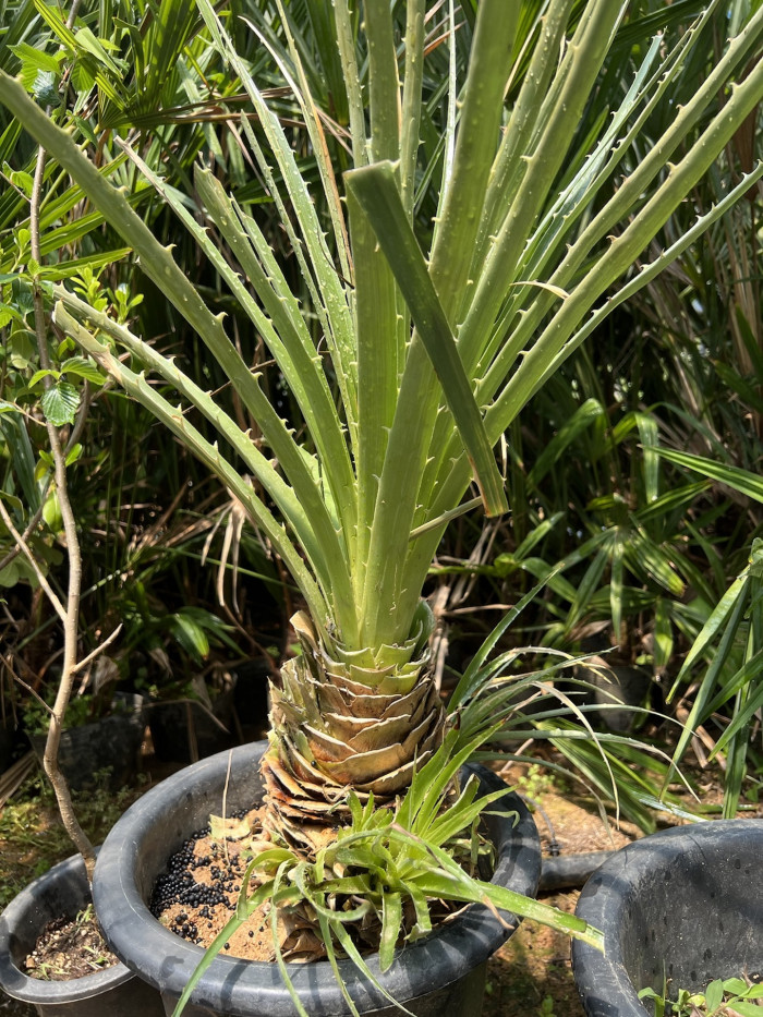 푸야 칠렌시스 - Sheep eating plant, Puya chilensis