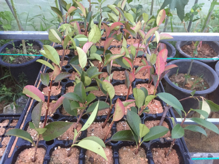 홍가시나무 - Red Robin, Photinia glabra (Thunb.) Maxim.