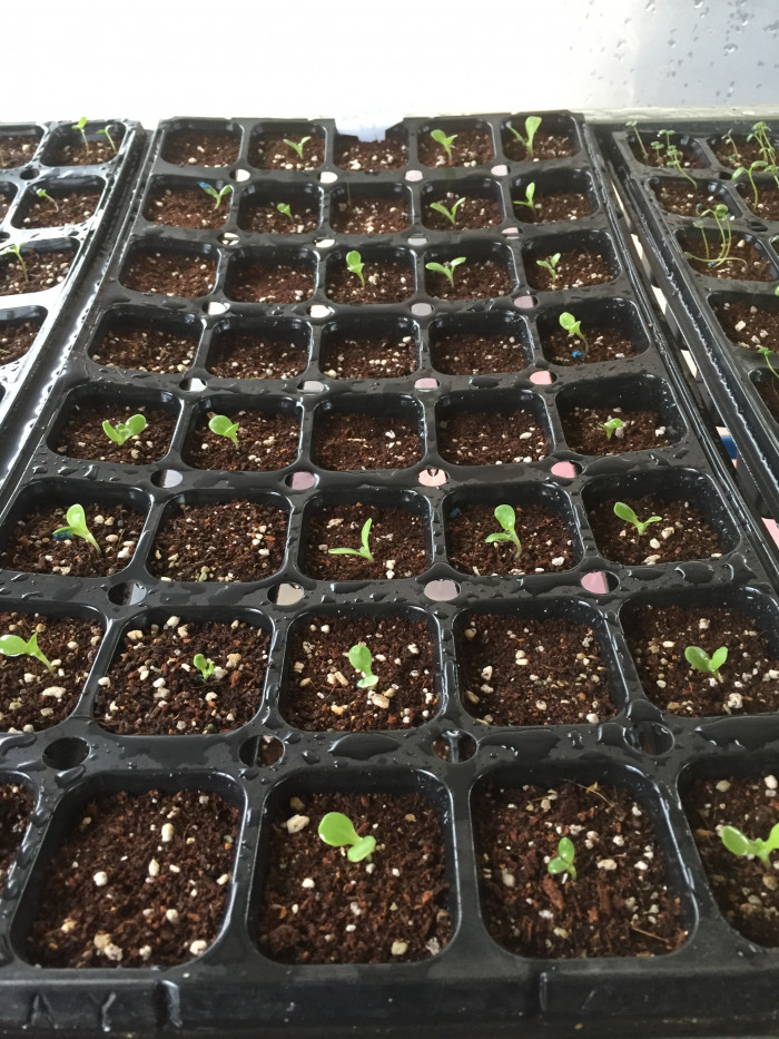 오스테오스펄멈 - Osteospermum, Osteospermum ecklonis