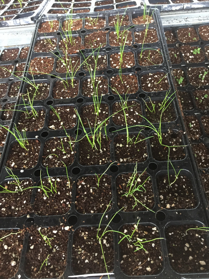 차이브 - Chives, Allium schoenoprasum L.