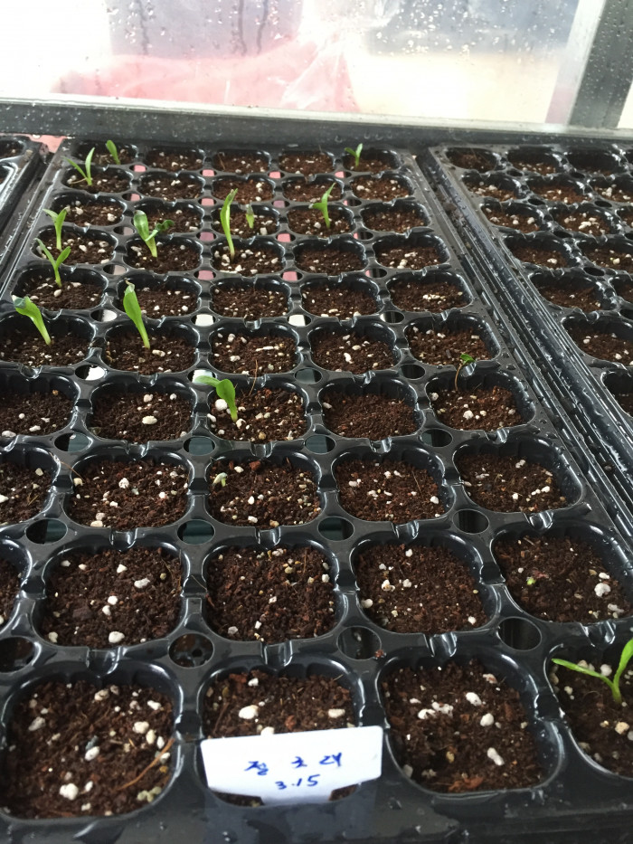 절굿대 - Echinops ritro, Echinops setifer Iljin