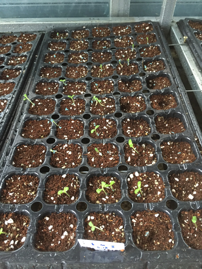 솔체꽃 - Scabiosa mansenensis Nakai for alpina Nakai