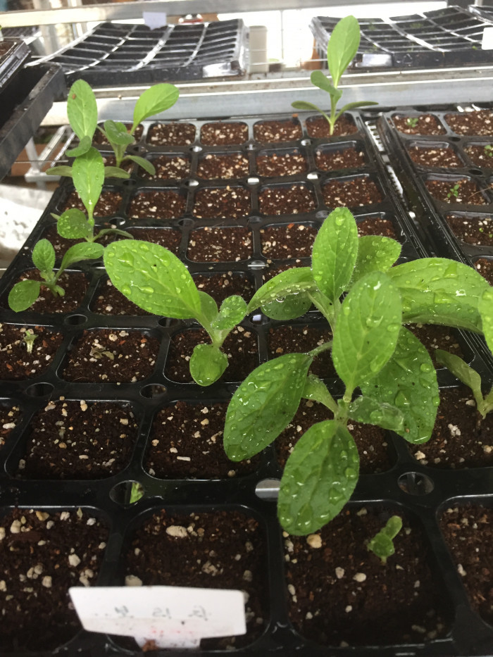 보리지 - Starflower, Borago officinalis L.
