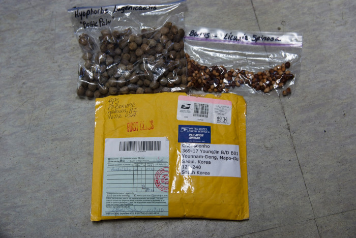 주병야자 - Bottle Palm, Hyophorbe lagenicaulis