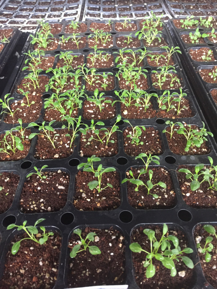 히솝 - Hyssop, Hyssopus officinalis L.