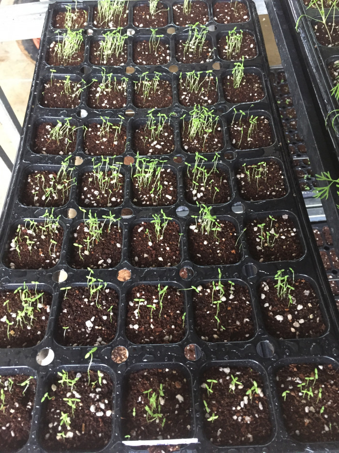 리나리아 - Clovenlip Toadflax, Linaria bipartita