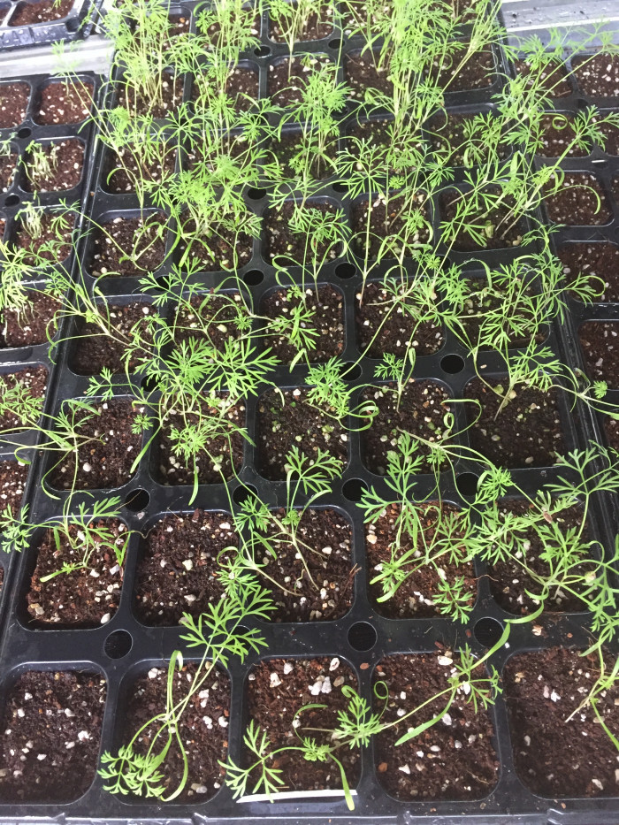 딜 - dill, Anethum graveolens