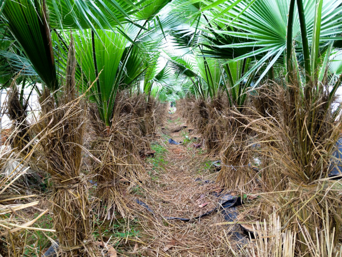 워싱턴야자 - Washington palm, California Fan Palm, Washingtonia filifera
