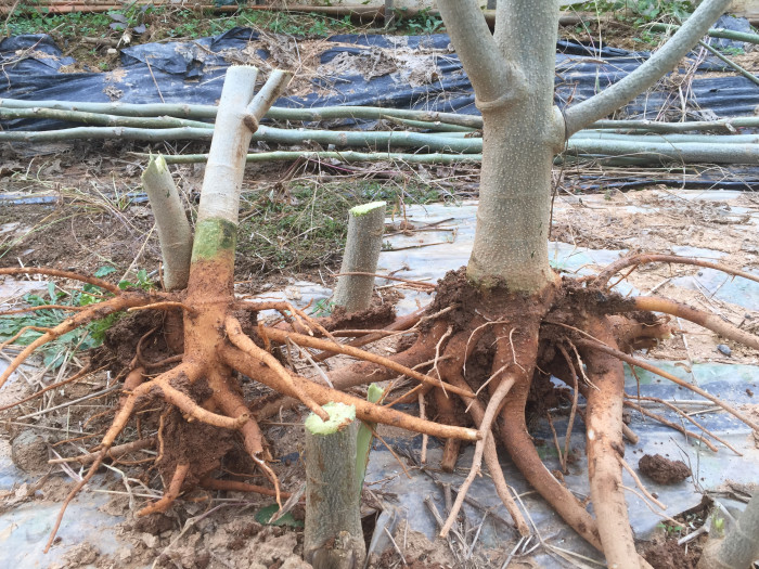 모링가 - Moringa, drumstick tree, Moringa oleifera
