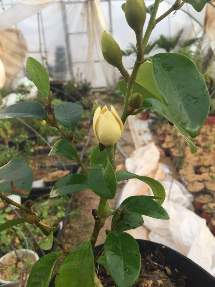 함소화 - Magnolia figo