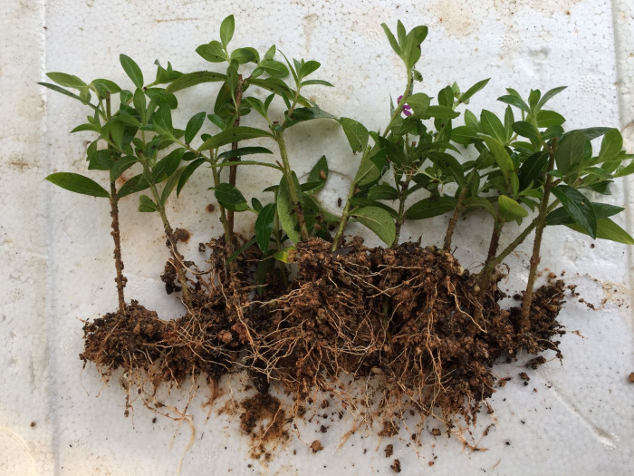쿠페아 - hookeriana, Cuphea hyssopifolia