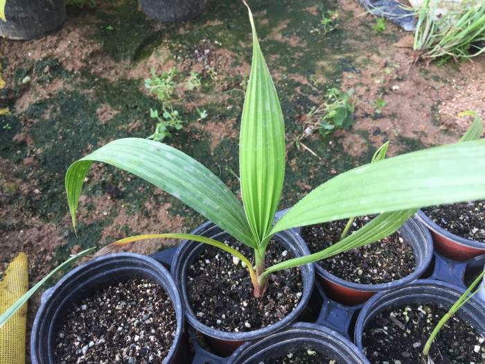 워싱토니아로퍼스타 - Mexican Washingtonia, Washingtonia robusta