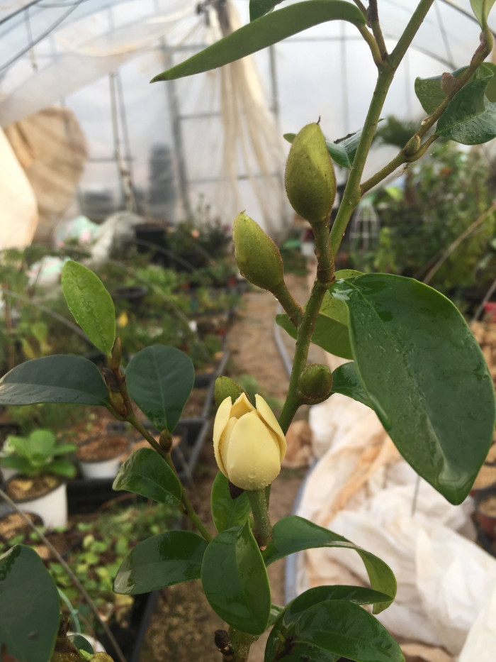 함소화 - Magnolia figo