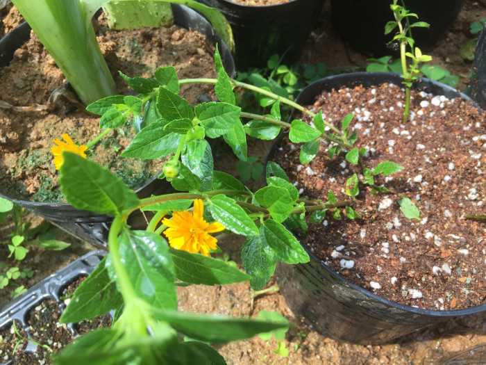 하늘바라기 - Heliopsis, Heliopsis helianthoides (L.) Sweet