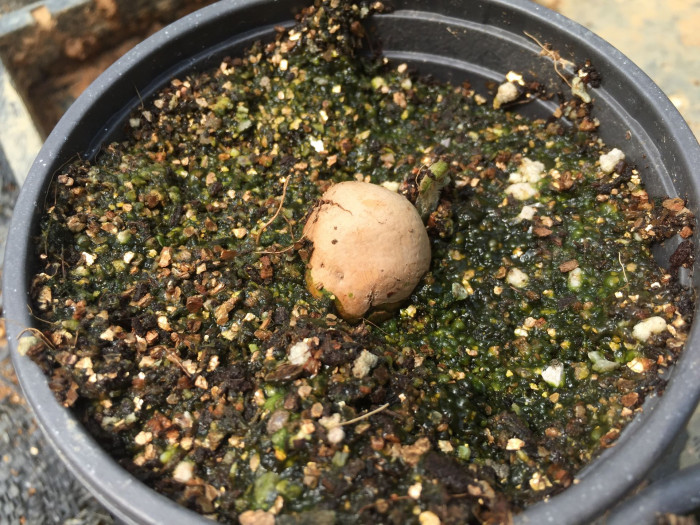 덕보 소철 - Cycas debaoensis