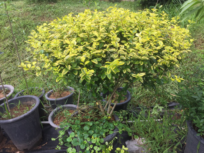 광나무 - Ligustrum japonicum Thunb. var. japonicum
