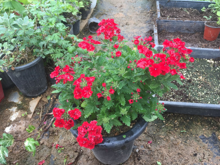 버베나 - Verbena, Garden verbena, Verbena hybrida