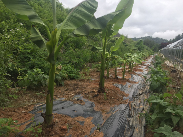 파초 - Japanese banana, Japanese fibre banana, hardy banana, Musa basjoo Siebold & Zucc.