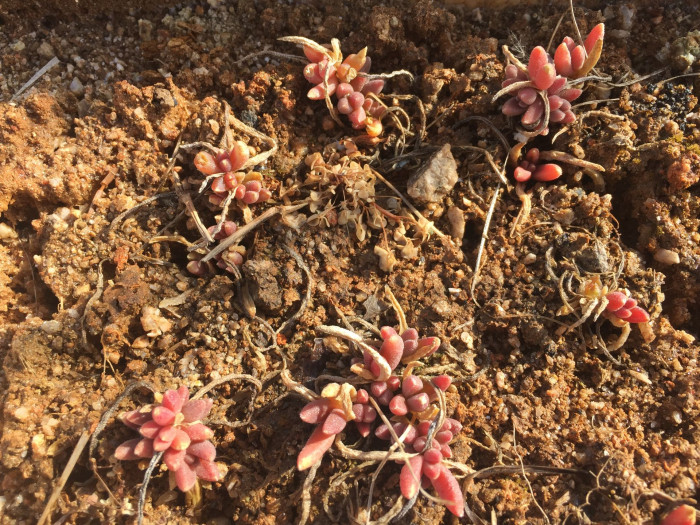 송엽국 - Trailing Ice Plant, Lampranthus spectabilis