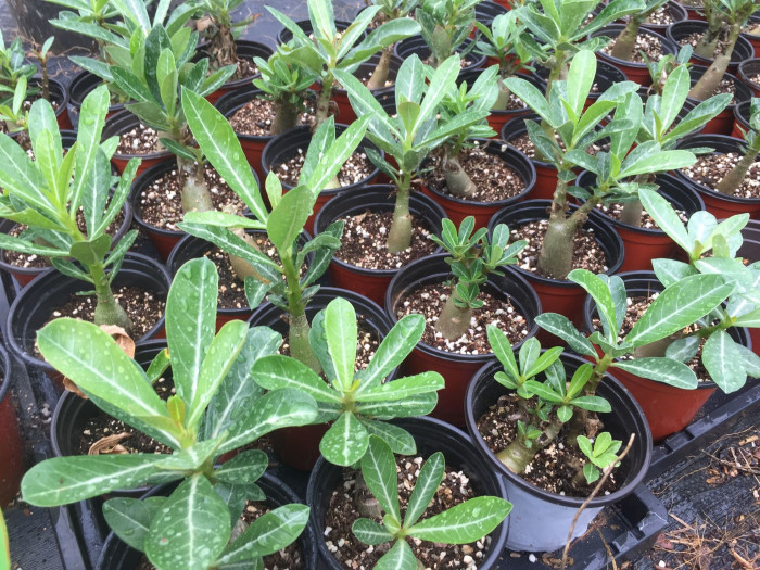 석화 - Adenium obesm, Adenium