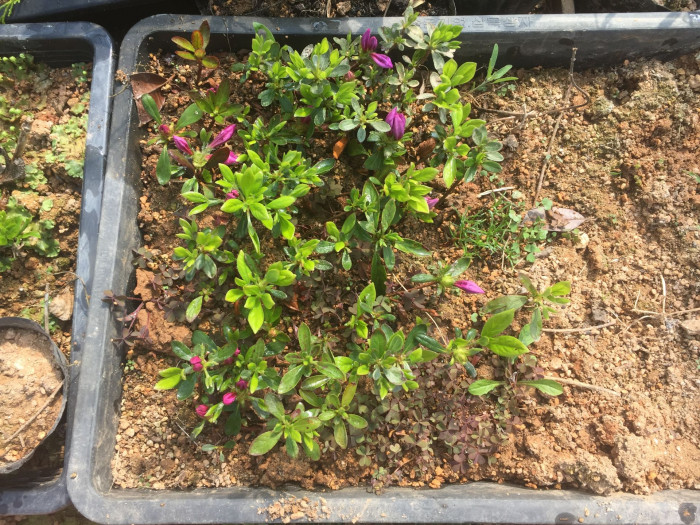 철쭉 - Deciduous Azalea, Rhododendron schlippenbachii Maxim.