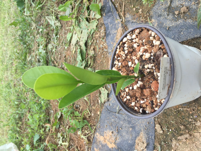 용화수 - Alexandrian laurel, balltree, laurelwood, Beauty Leaf, Calophyllum inophyllum