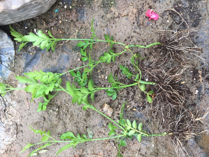 학자스민 - White Jasmine, Jasminum polyanthum Franchet