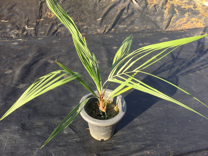 뷰티아야자 - Jelly palm, Butia odorata (Barb.Rodr.) Noblick